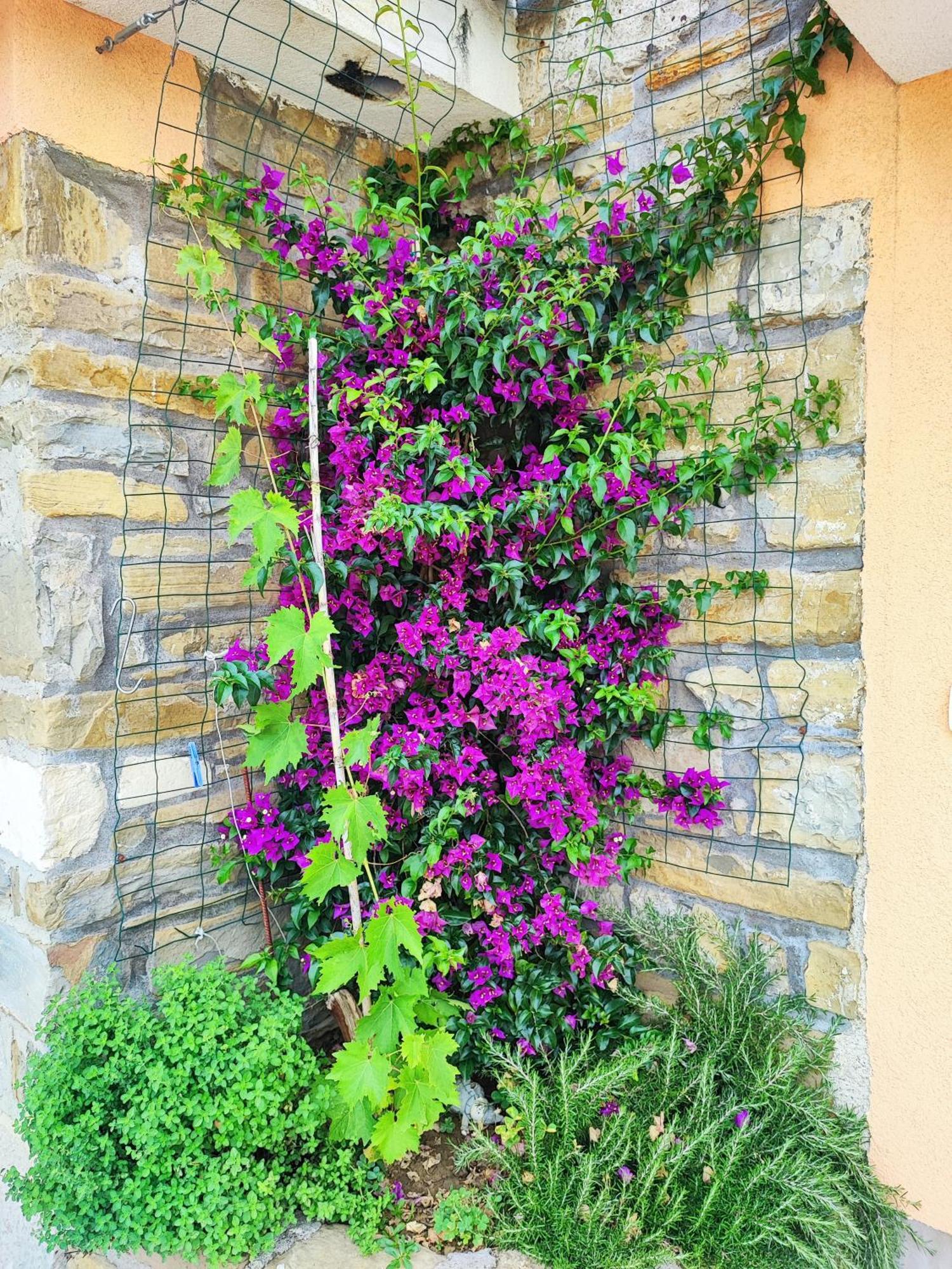 Apartment Wine & Olive Oil Mofardin Koper Exterior photo